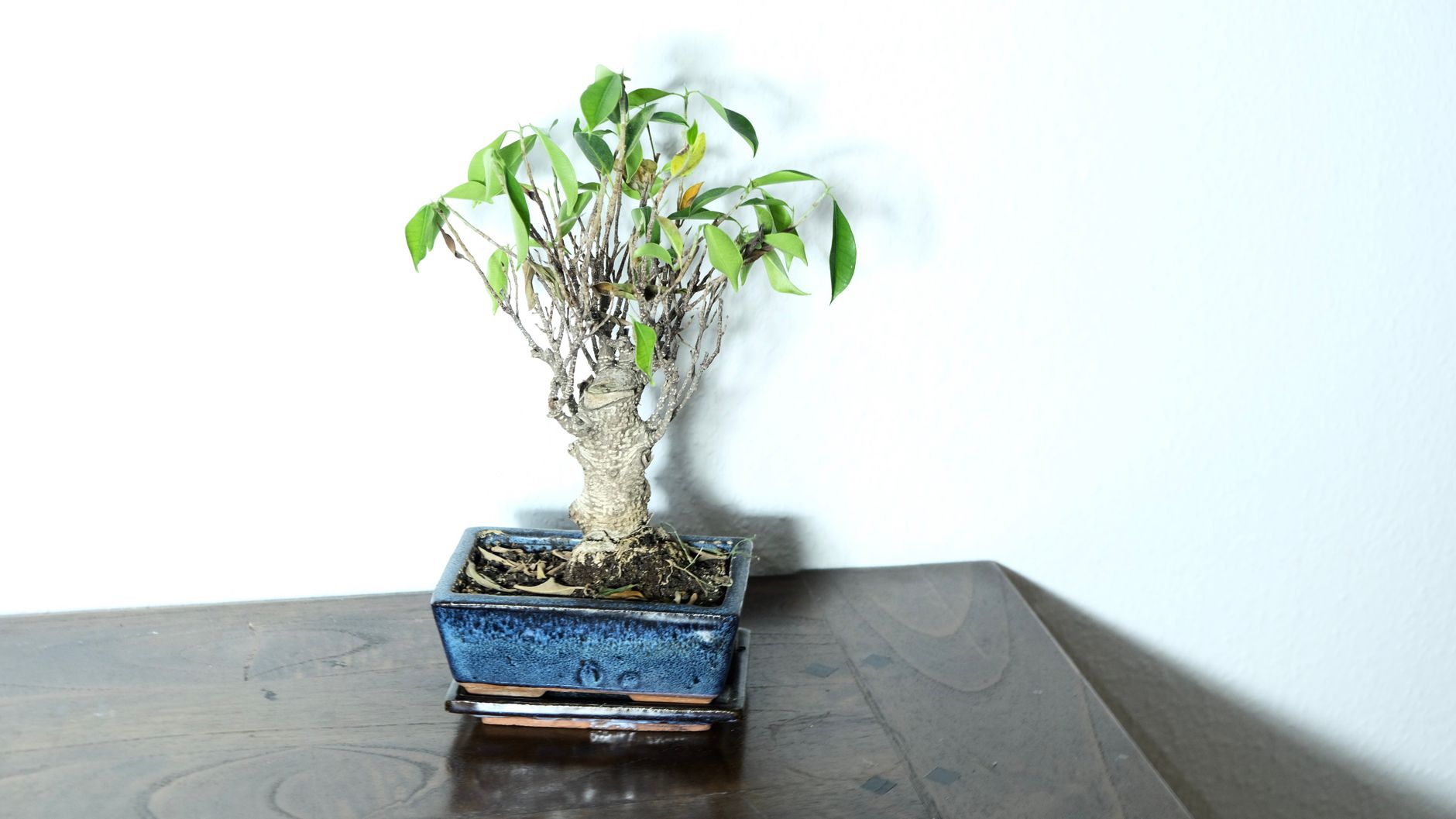 フィカス・ベンジャミナの鉢植え