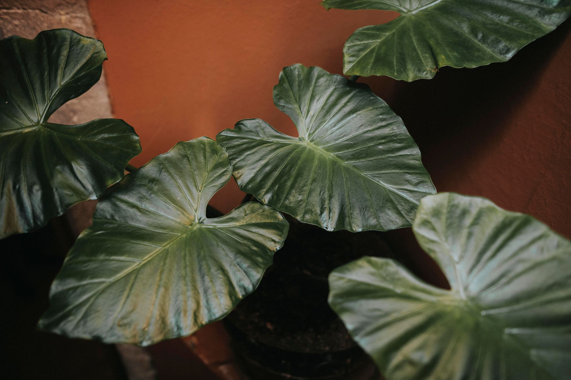 クワズイモの鉢植え