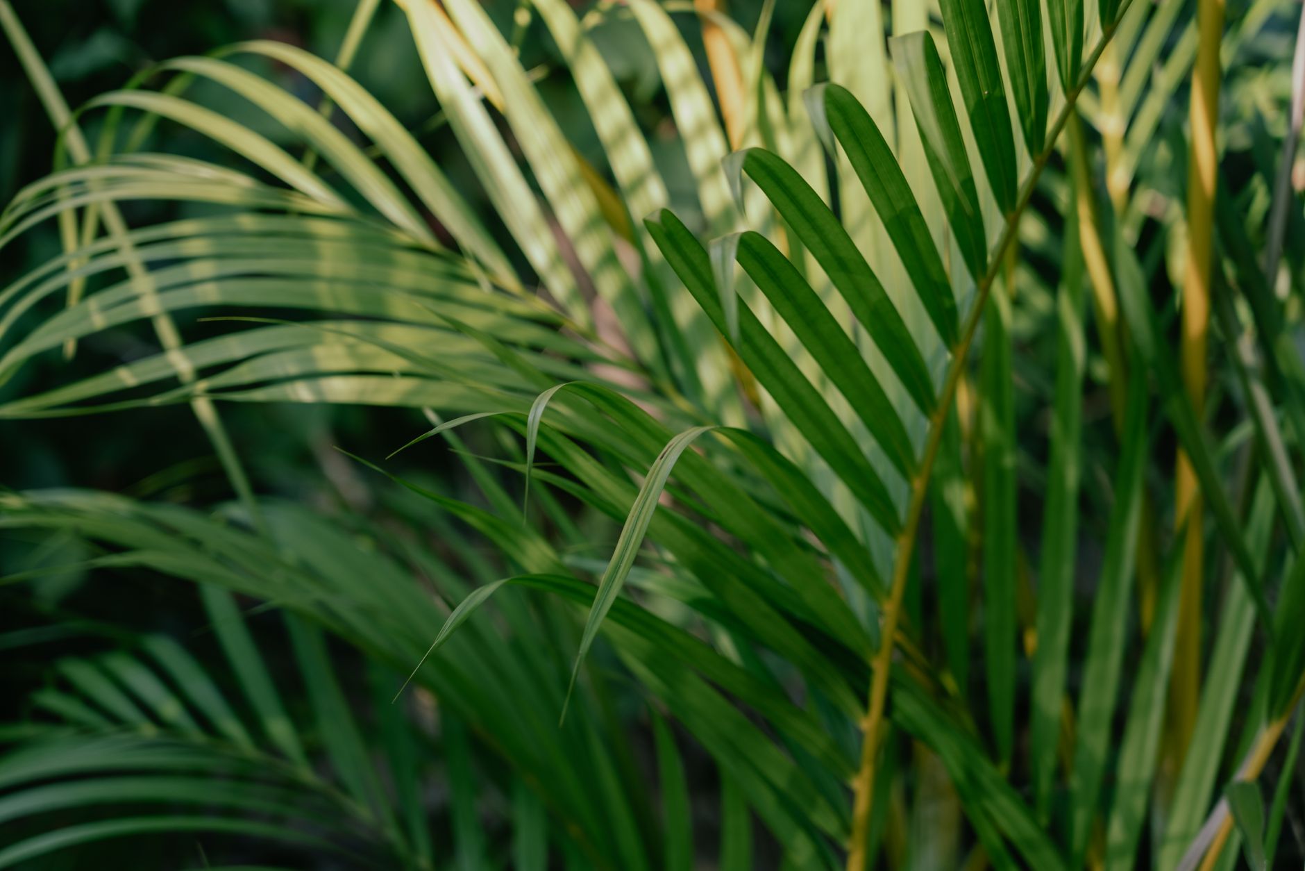 アレカヤシの鉢植え