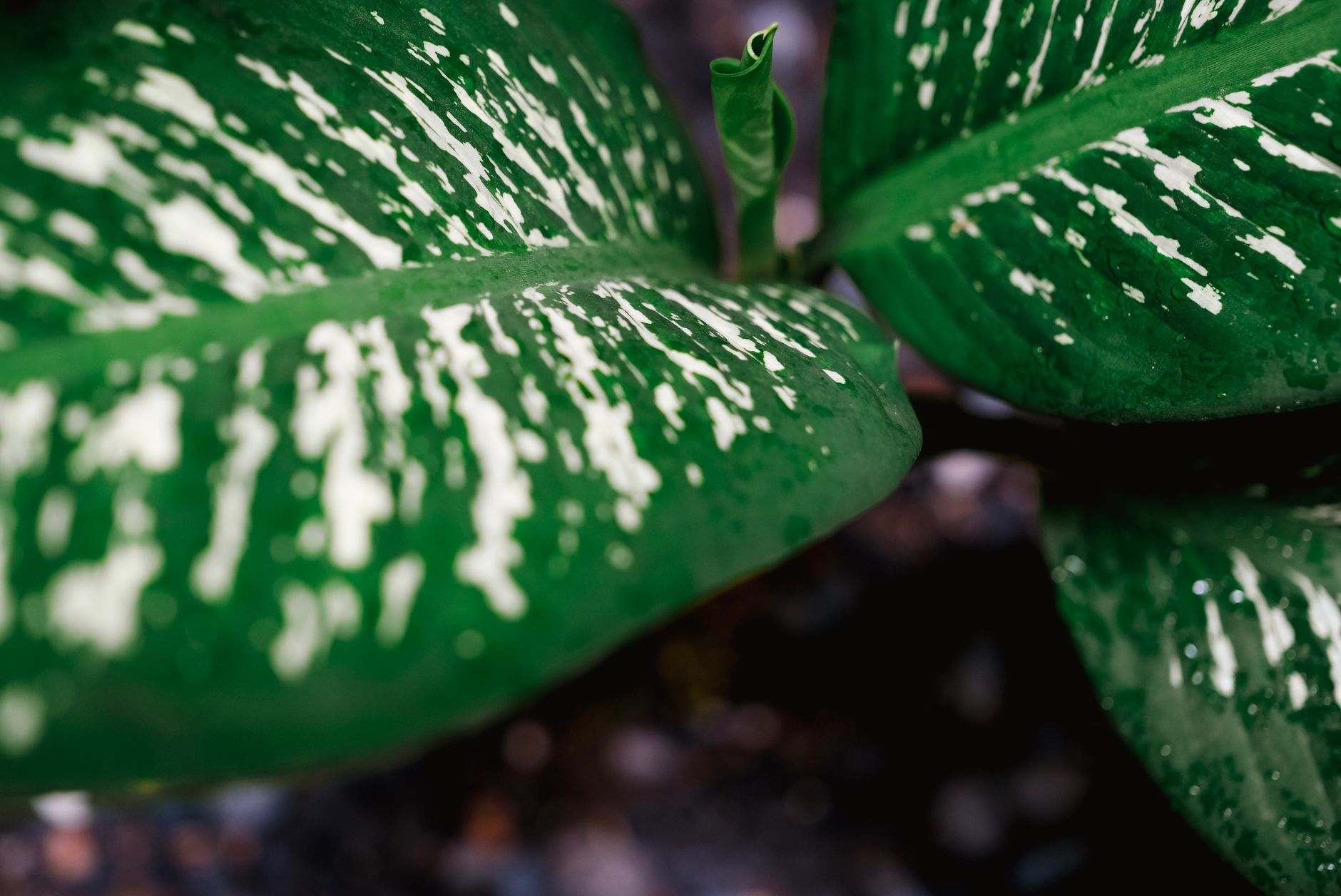 ディフェンバキアの鉢植え