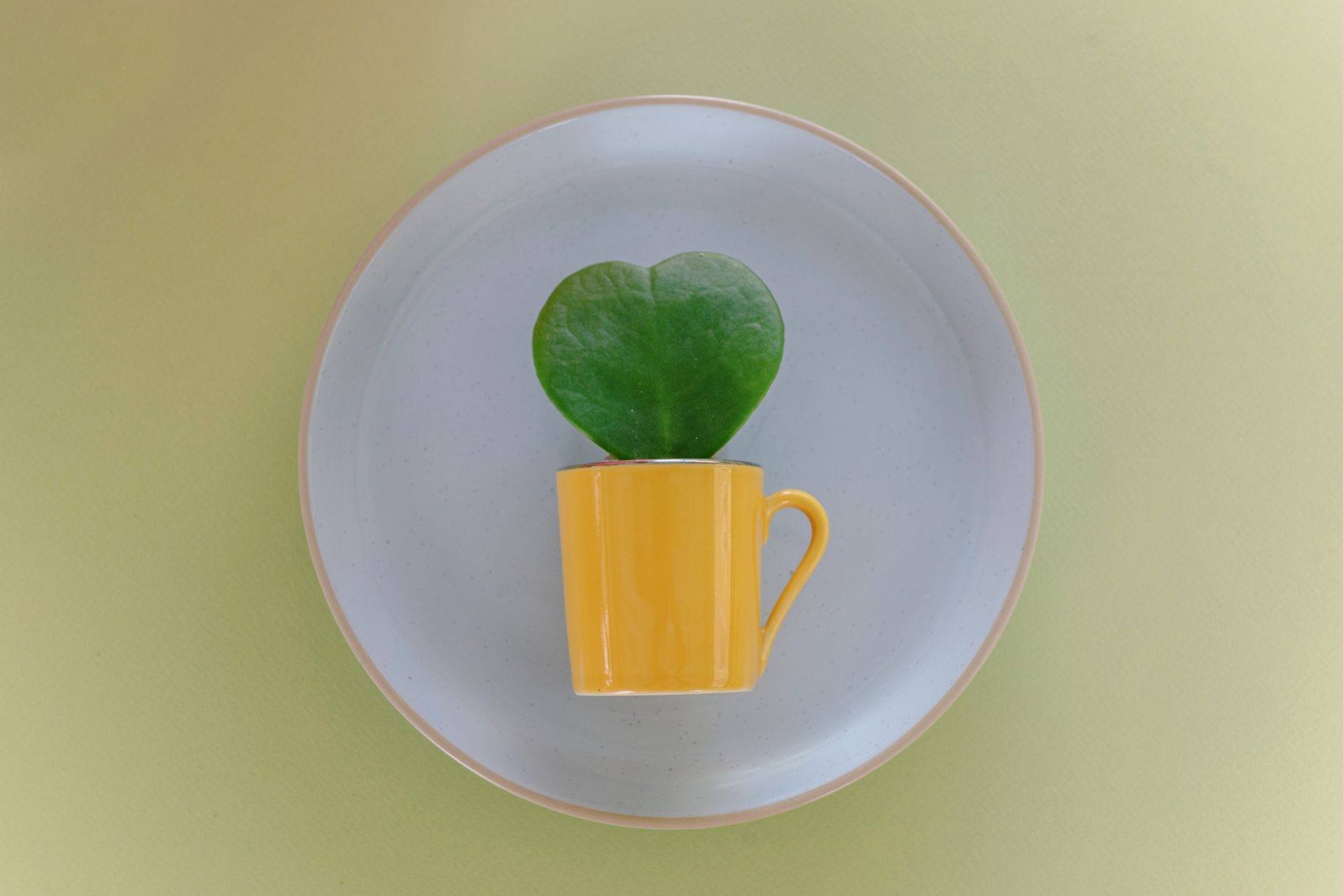 ホヤ（サクララン）の鉢植え