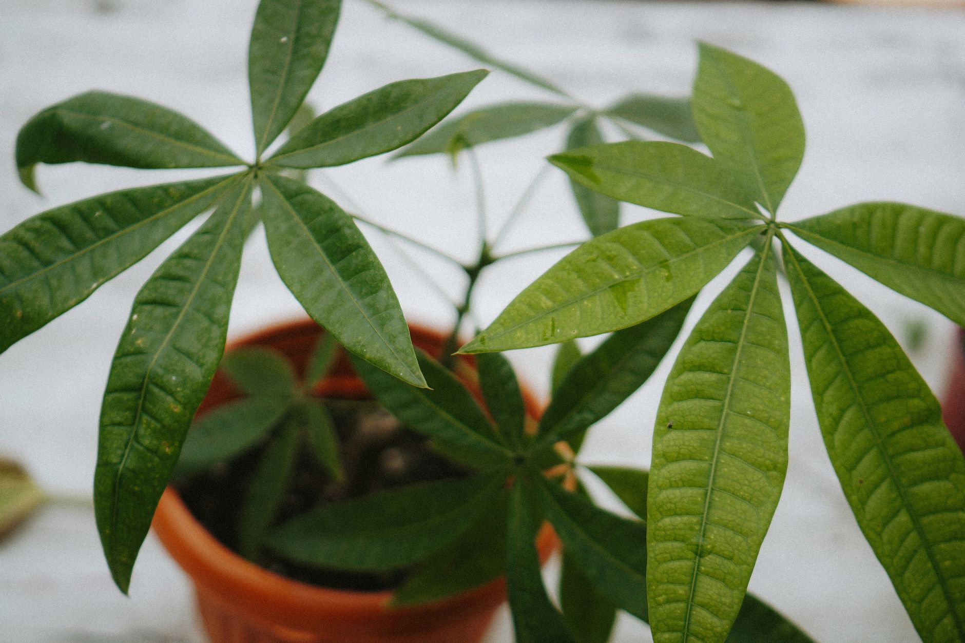 鉢植えのパキラ（観葉植物）