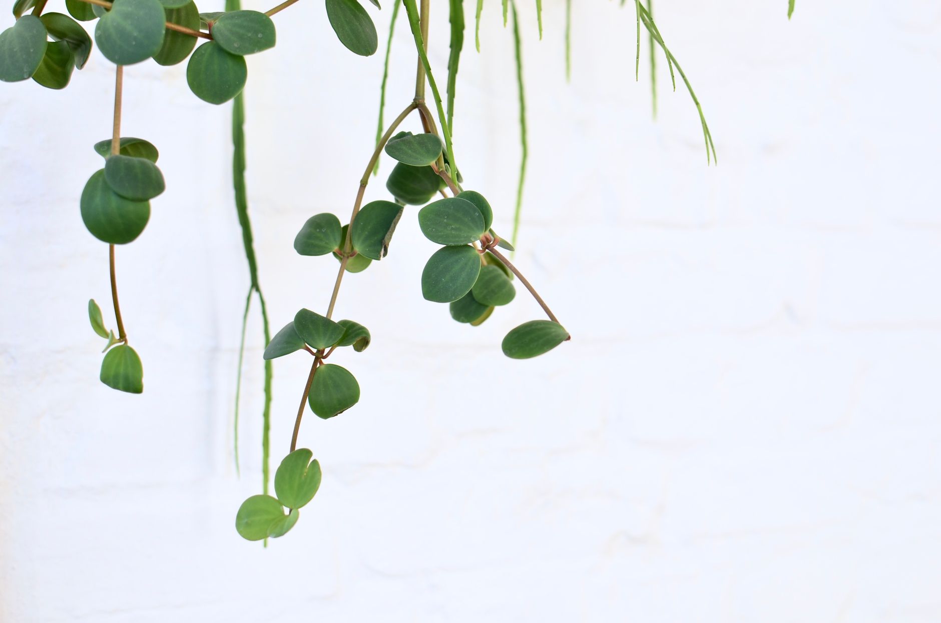 ペペロミアの植え替え
