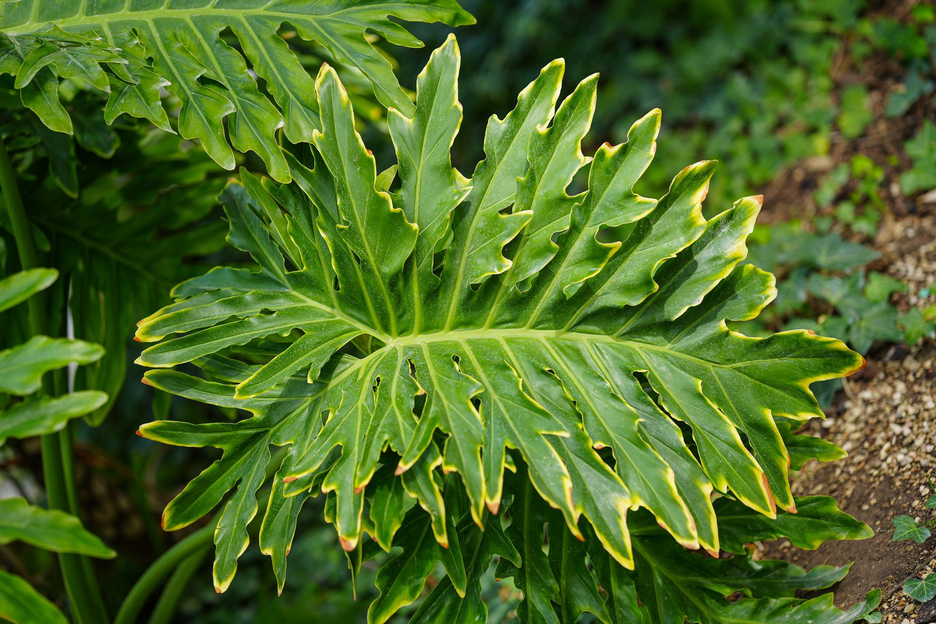 セロームの鉢植え