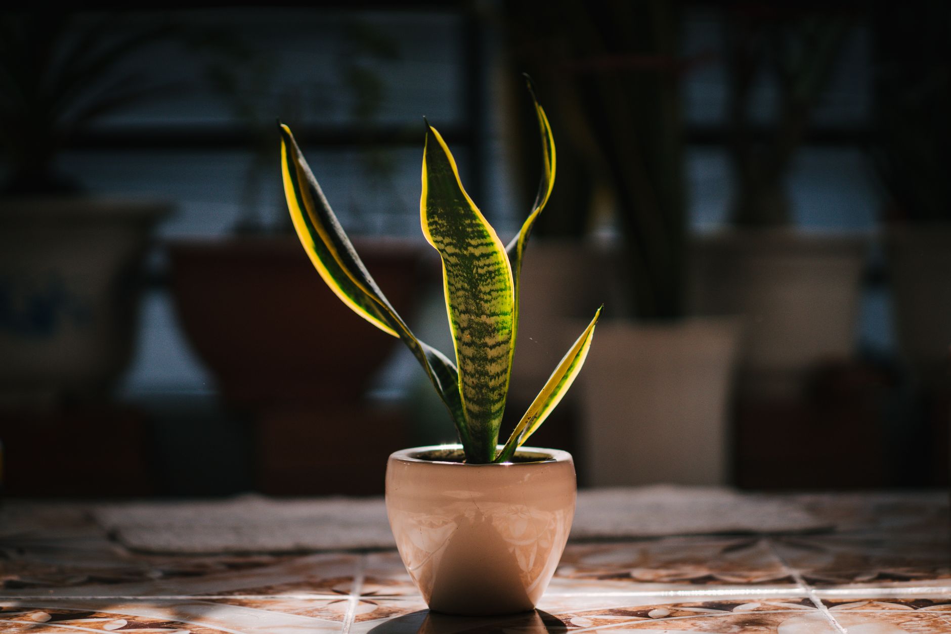 鉢植えのサンスベリア（トラノオ）
