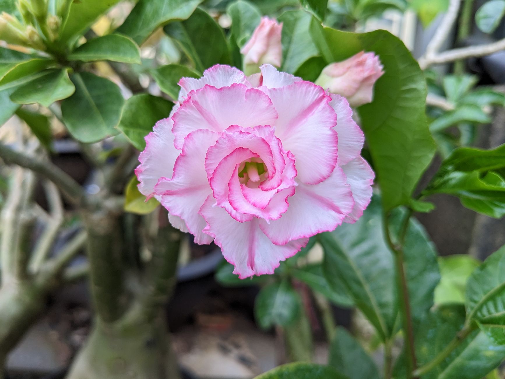 アデニウム（砂漠のバラ）の鉢植え