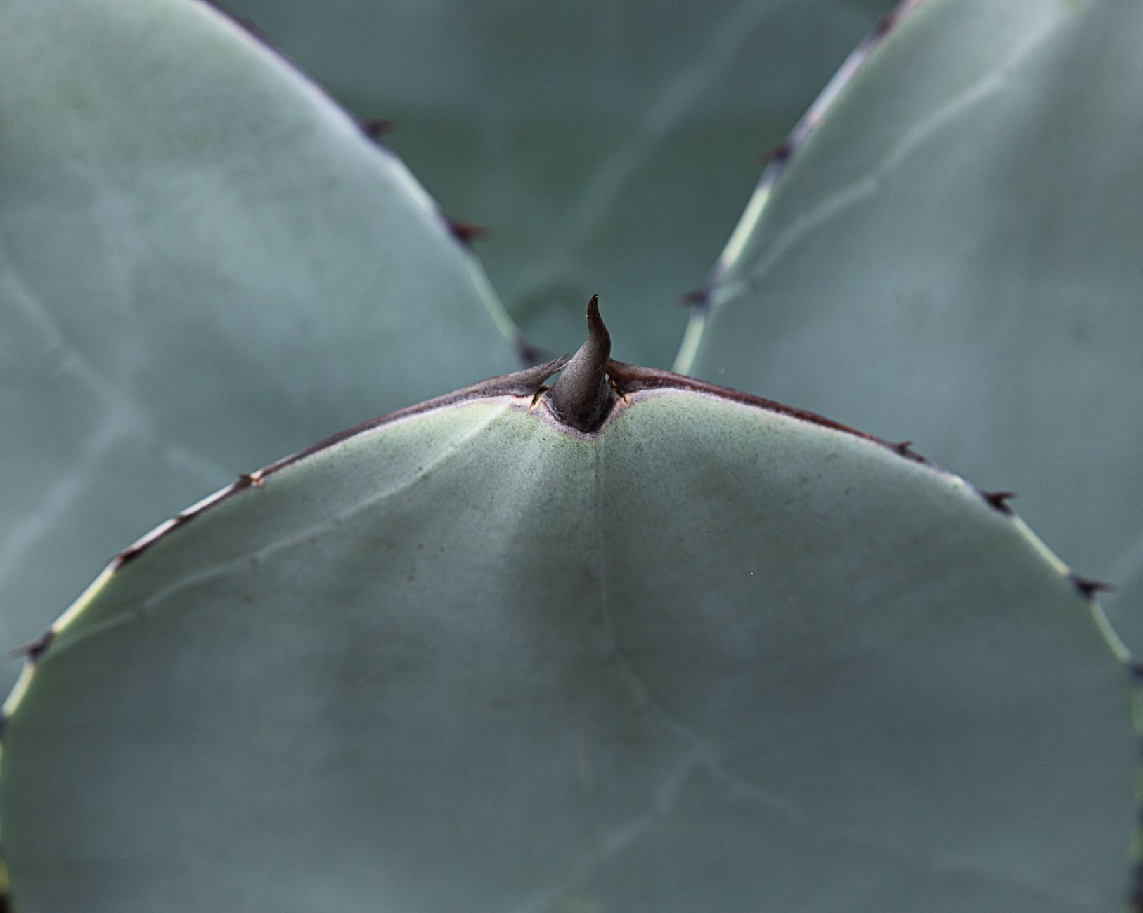 アガベ・チタノタの鉢植え