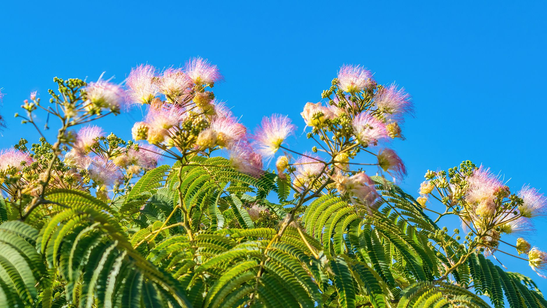 シルクツリー(アルビジア・ジュリブリシン)の鉢植え
