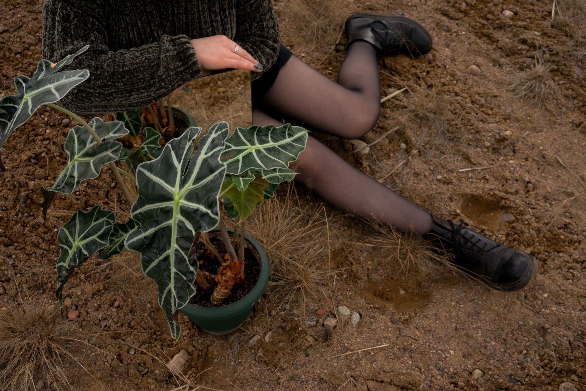 アロカシア・ポリーの植え替え