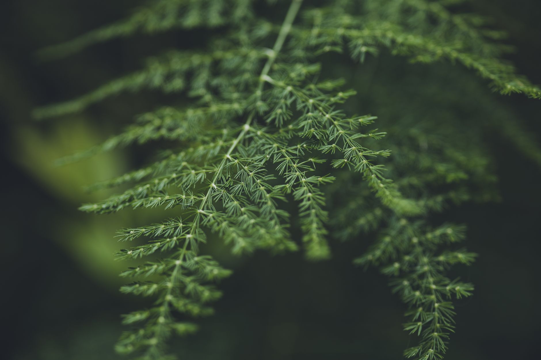 アスパラガス・ナナスの鉢植え