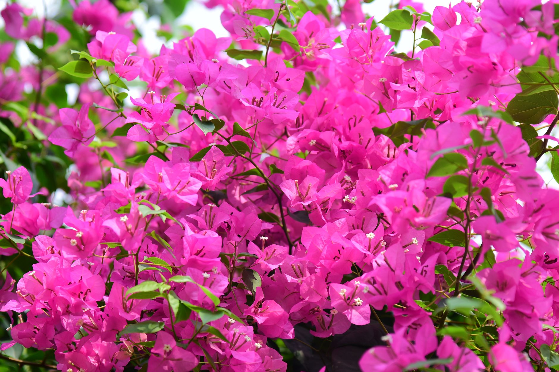 ブーゲンビリアの鉢植え