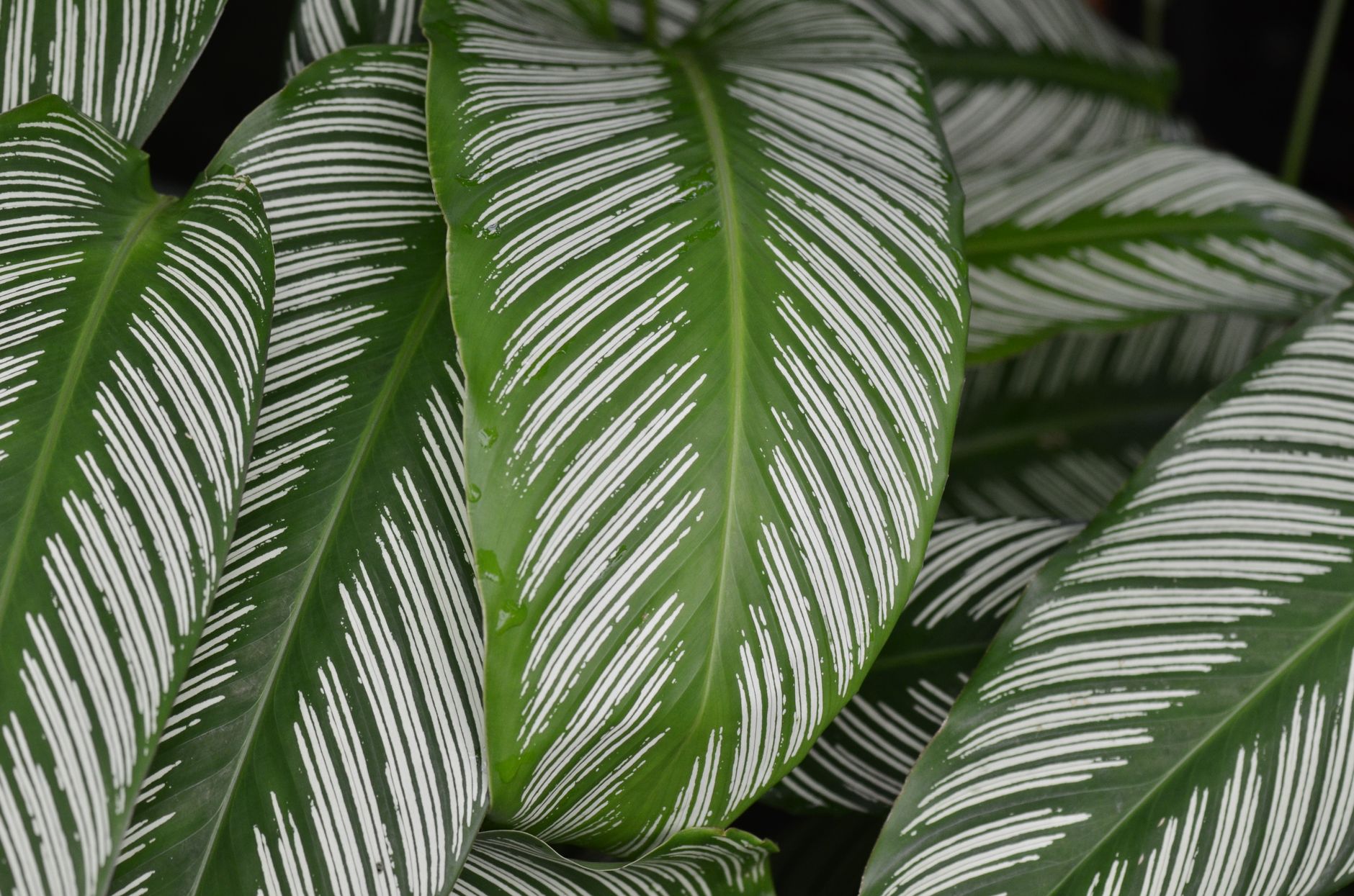 ゴエペルティア・ホワイトスターの鉢植え