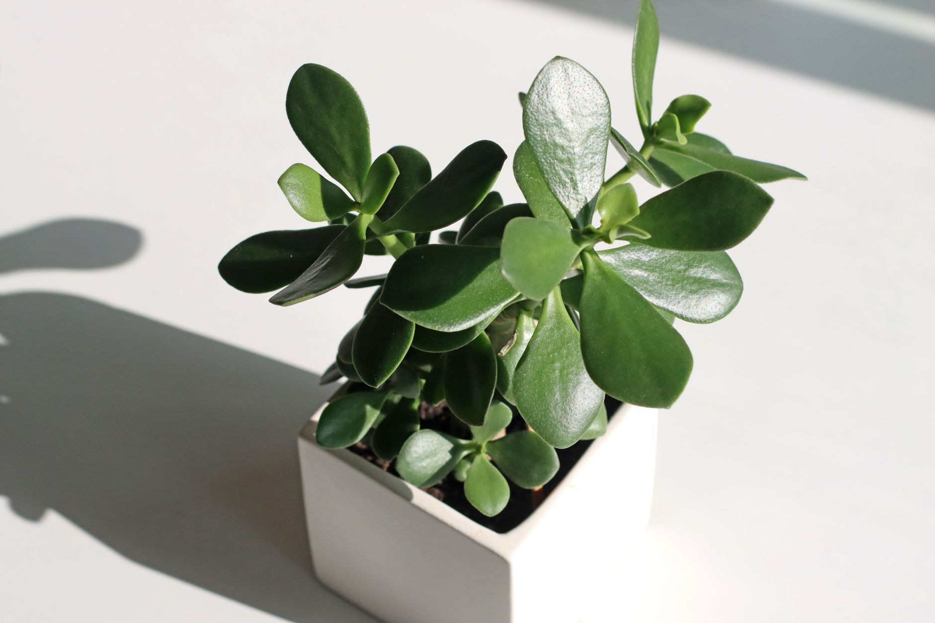 金のなる木(花月)の鉢植え