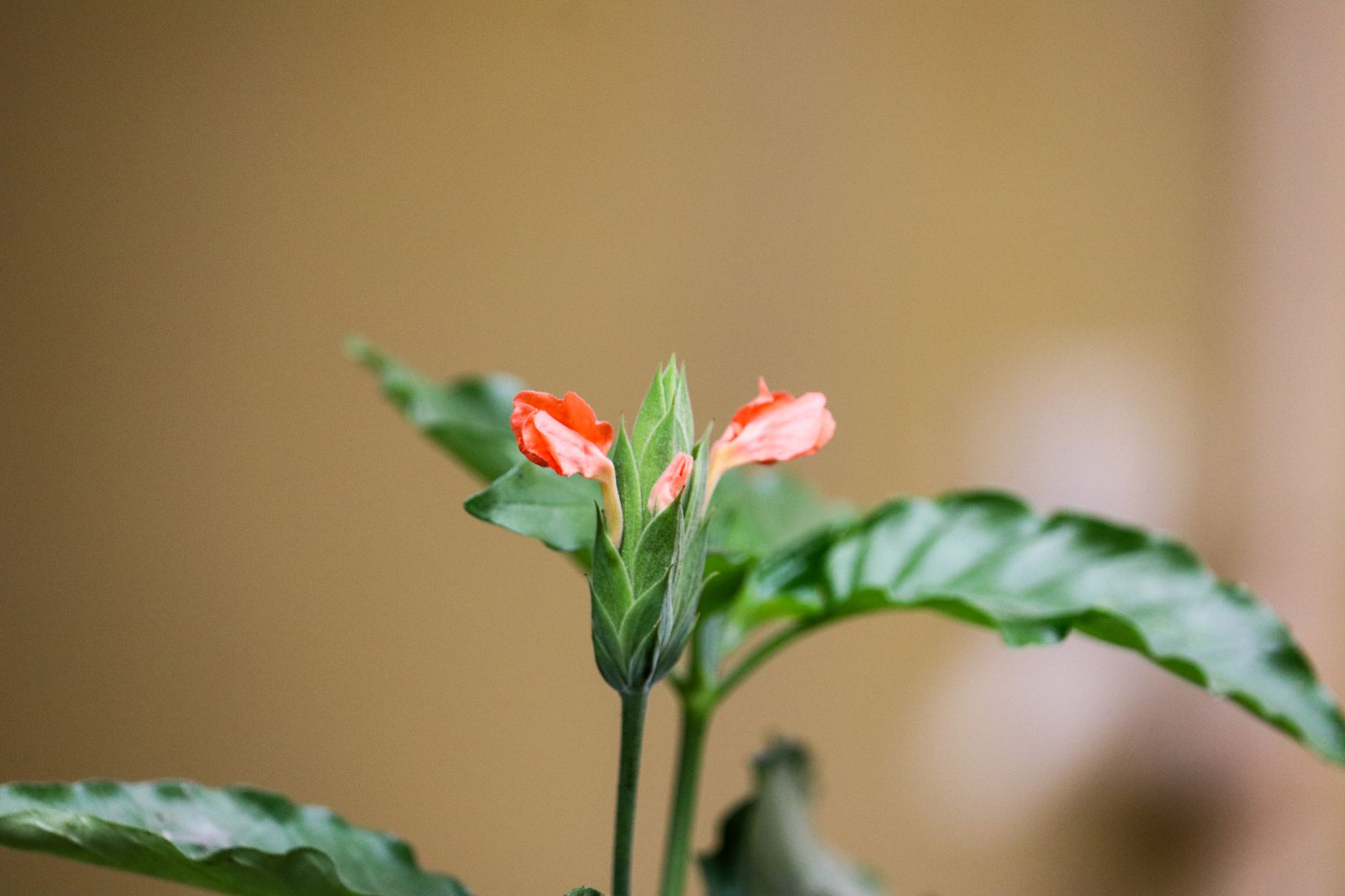 クロッサンドラの鉢植え