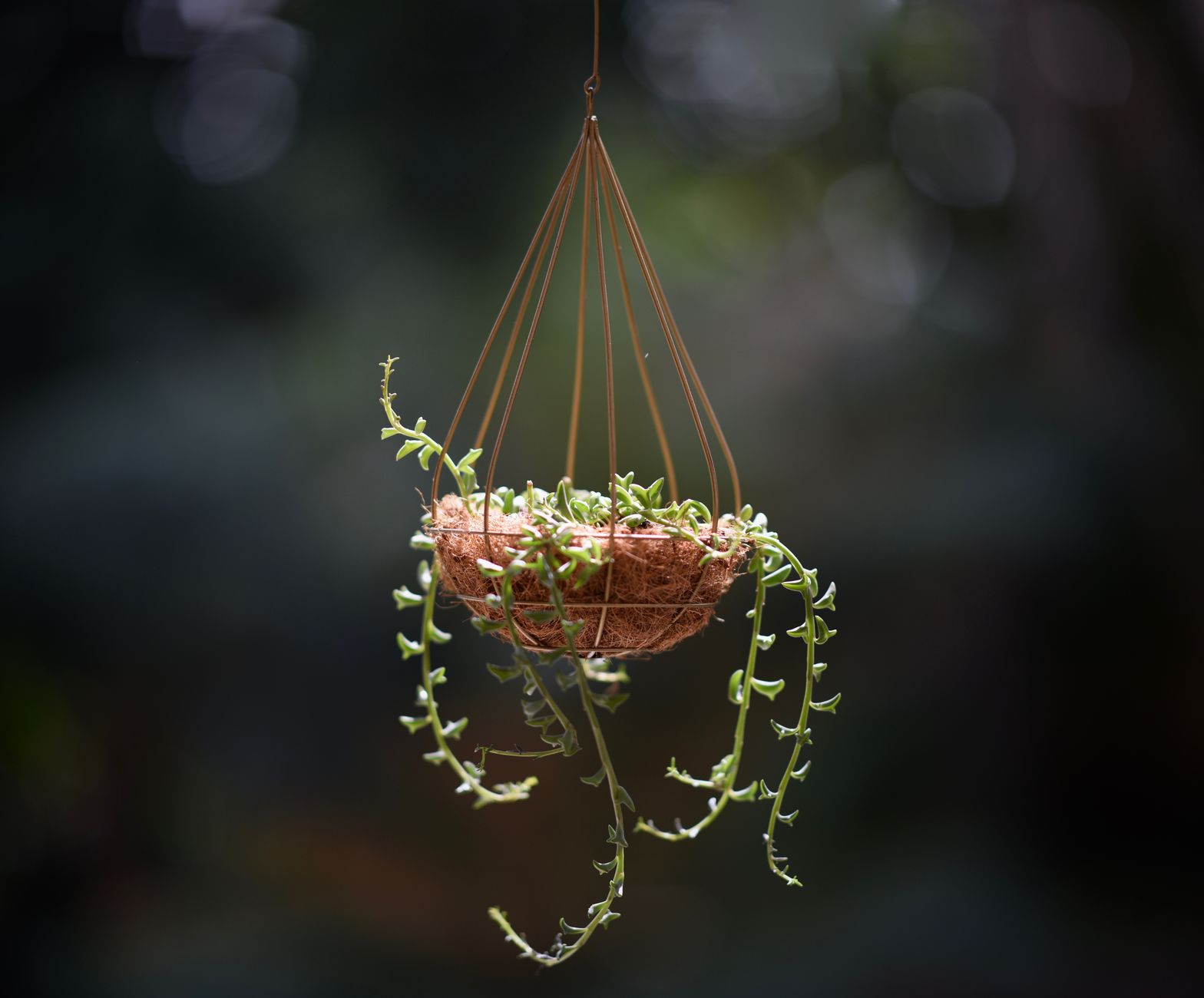 セネシオ・ラディカンス（三日月ネックレス）の鉢植え