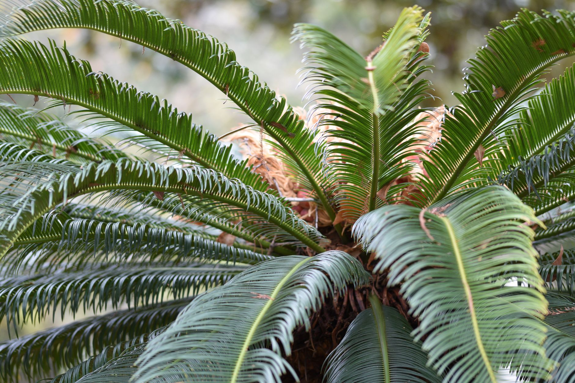 ディオン・スピヌロスムの鉢植え