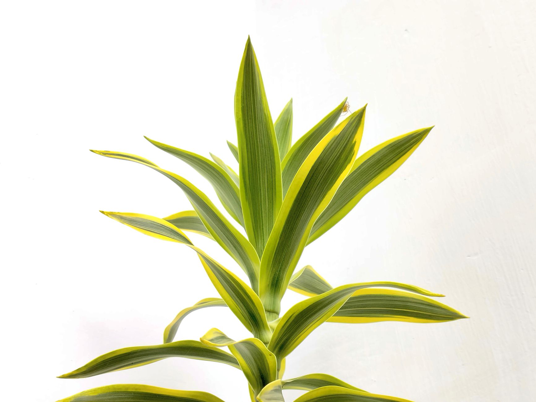 ソング・オブ・インディアの鉢植え