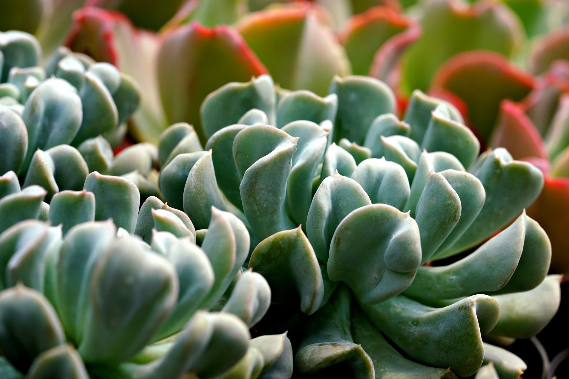 エケベリアの鉢植え