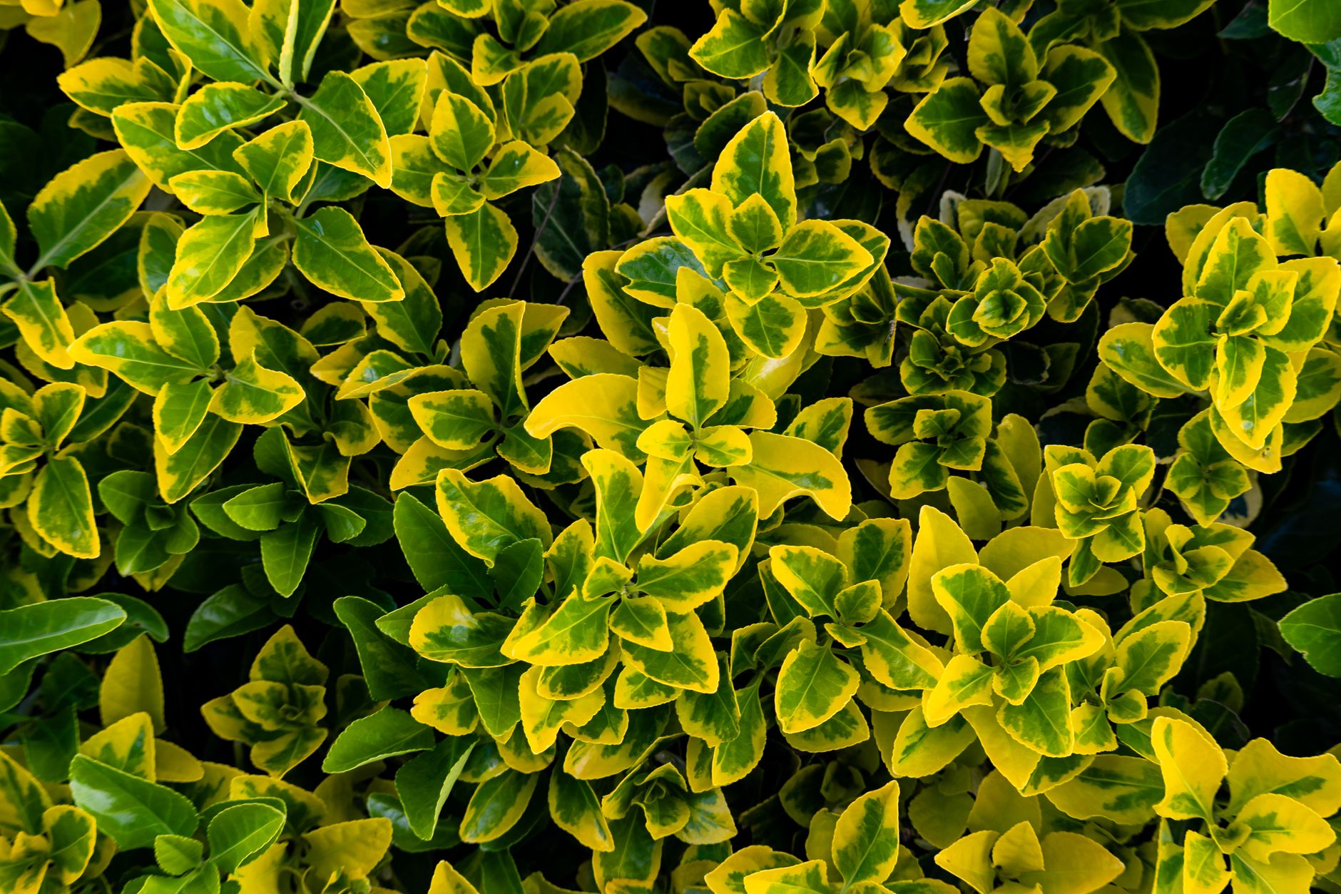 斑入りツルマサキの鉢植え