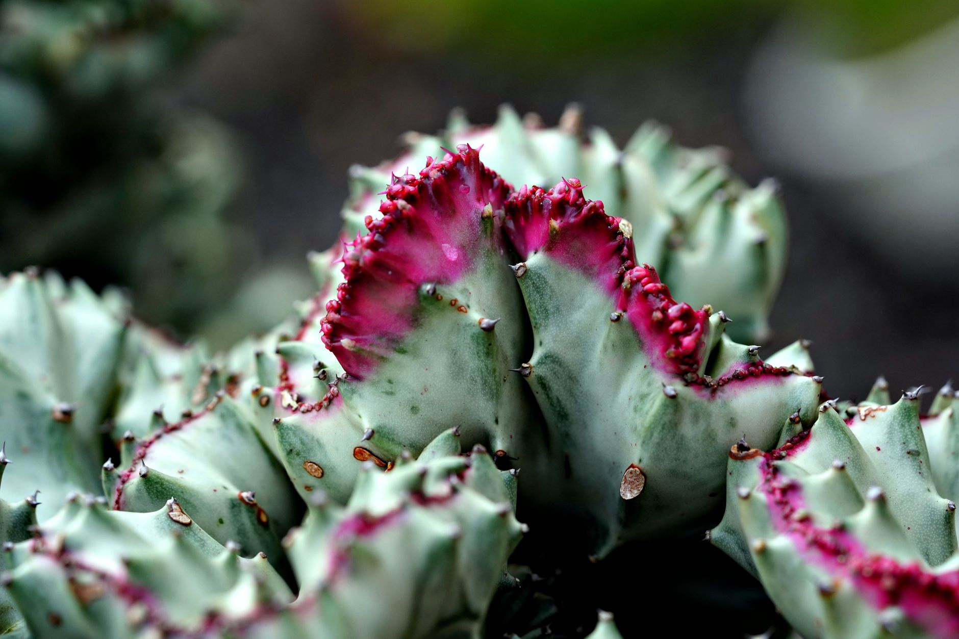 ユーフォルビア・ラクテア（白樺キリン）の鉢植え