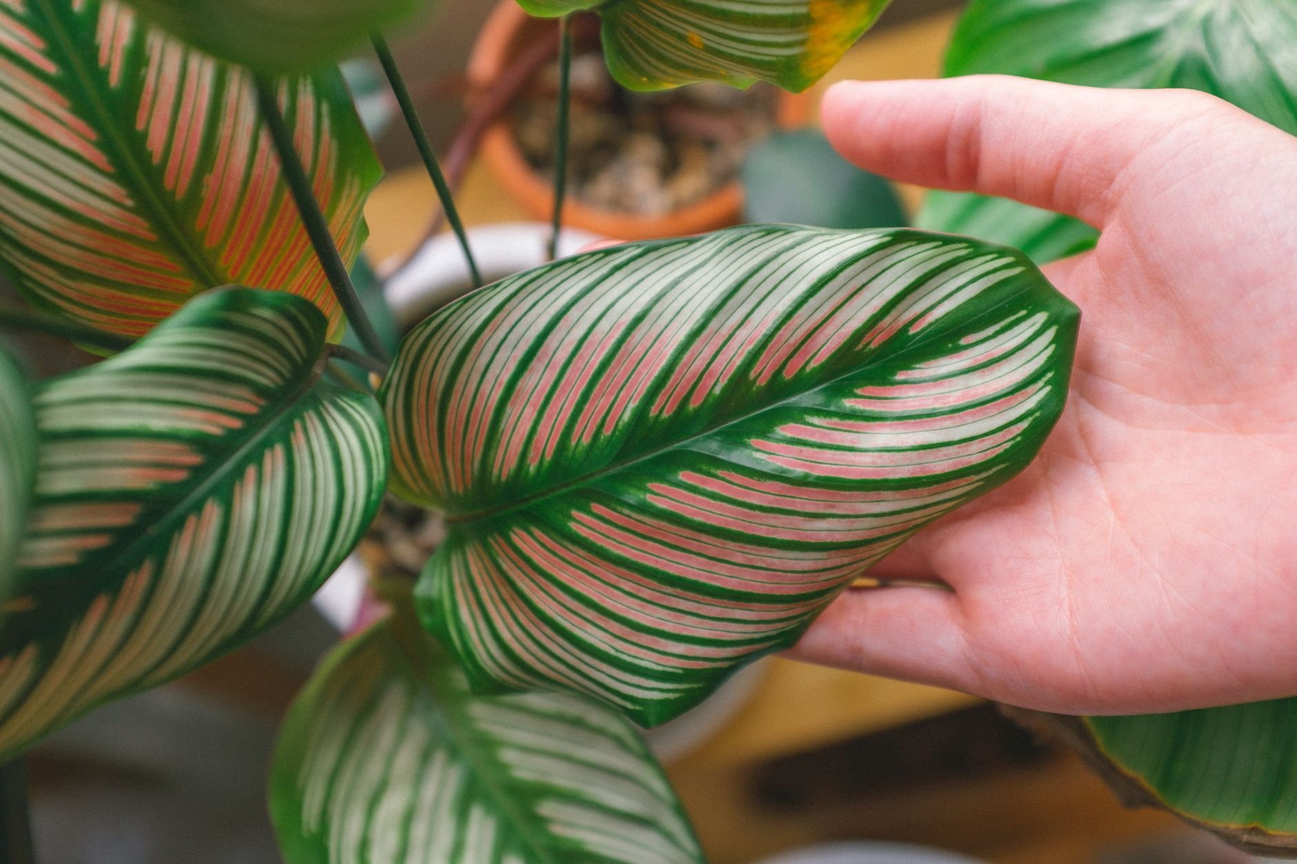 ゴエペルティア・オルナータの鉢植え