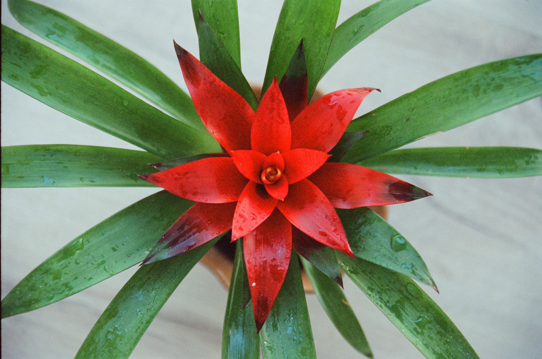 グズマニアの鉢植え