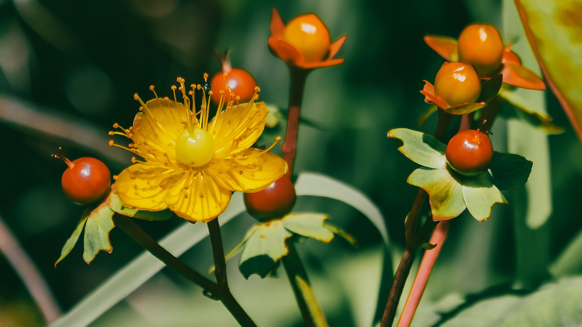 ヒュペリカム（ヒペリカム）の鉢植え