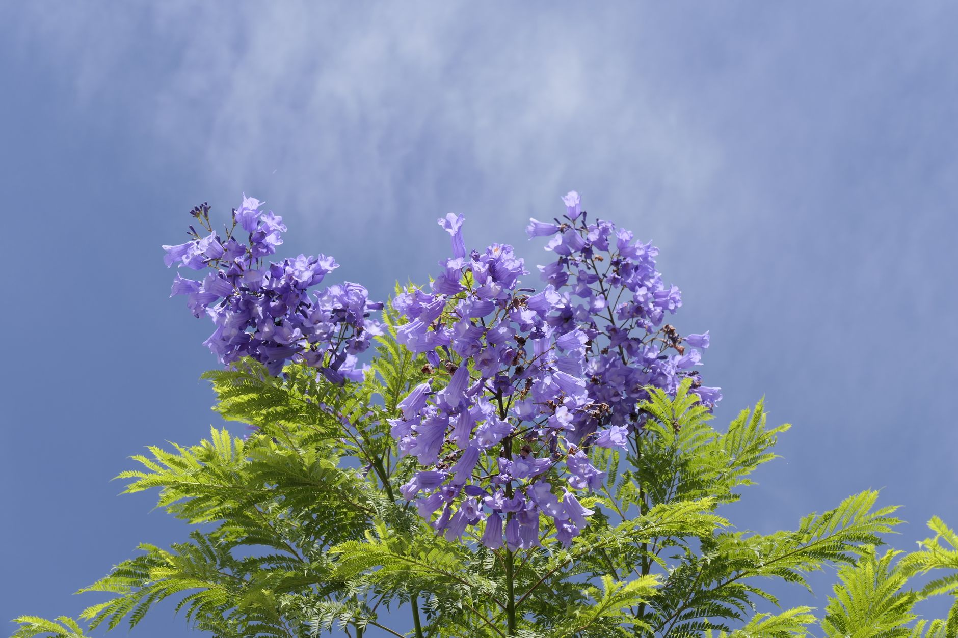 ジャカランダの鉢植え