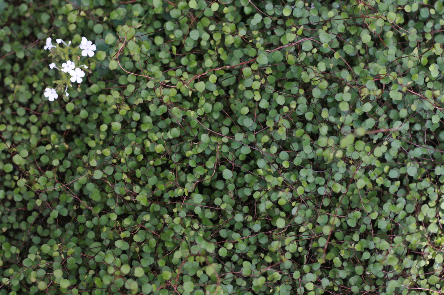 ワイヤープランツの鉢植え