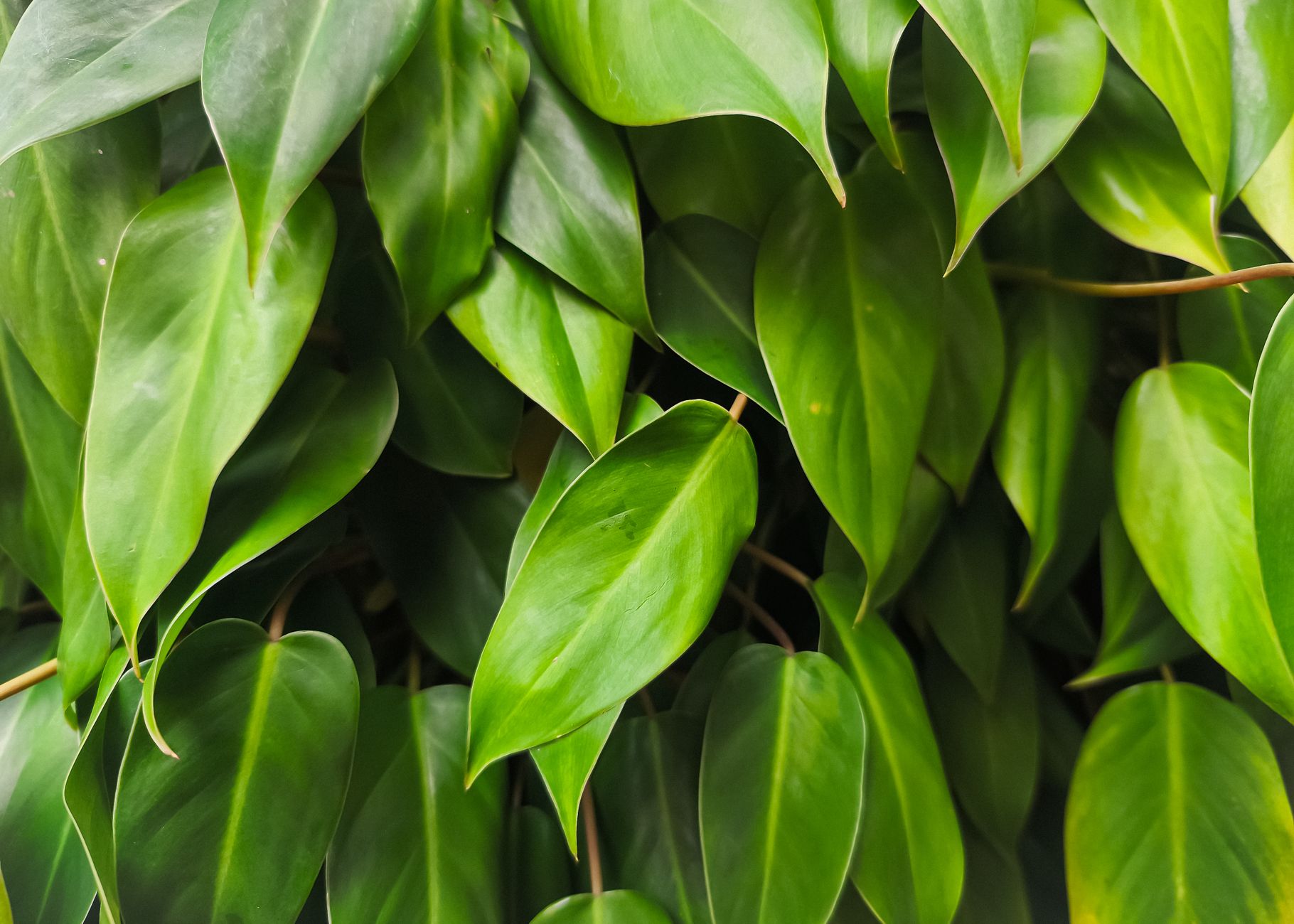 フィロデンドロン・ヒメカズラの鉢植え