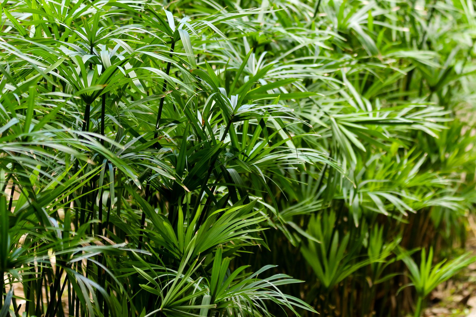 ウンナンシュロチクの鉢植え