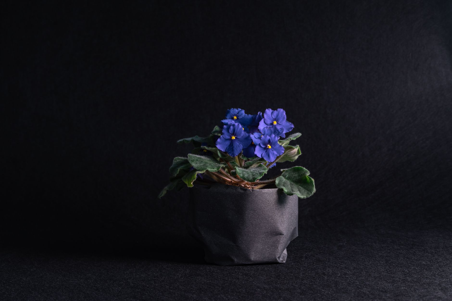 セントポーリアの鉢植え