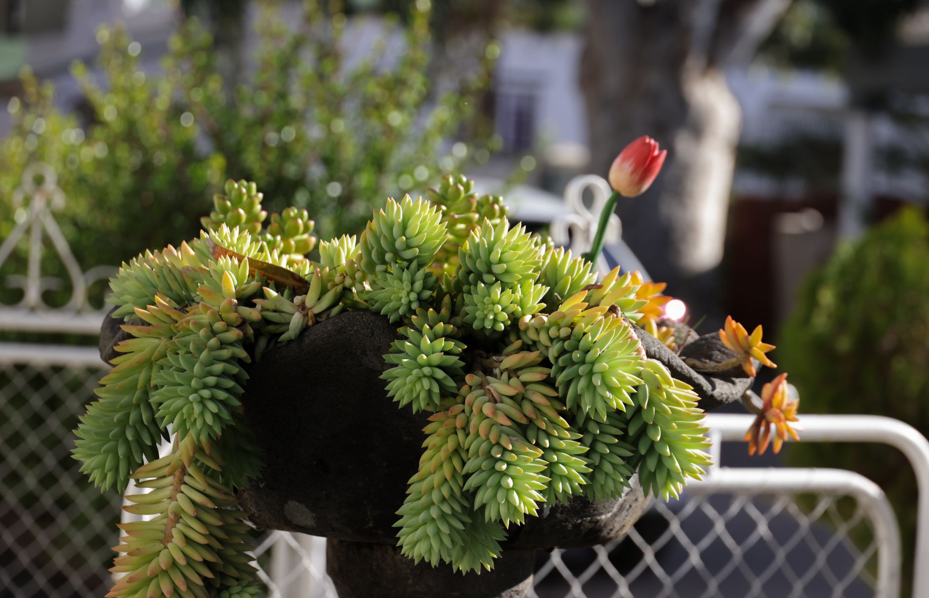 セダム・モルガニアヌム（ビアホップ）の鉢植え
