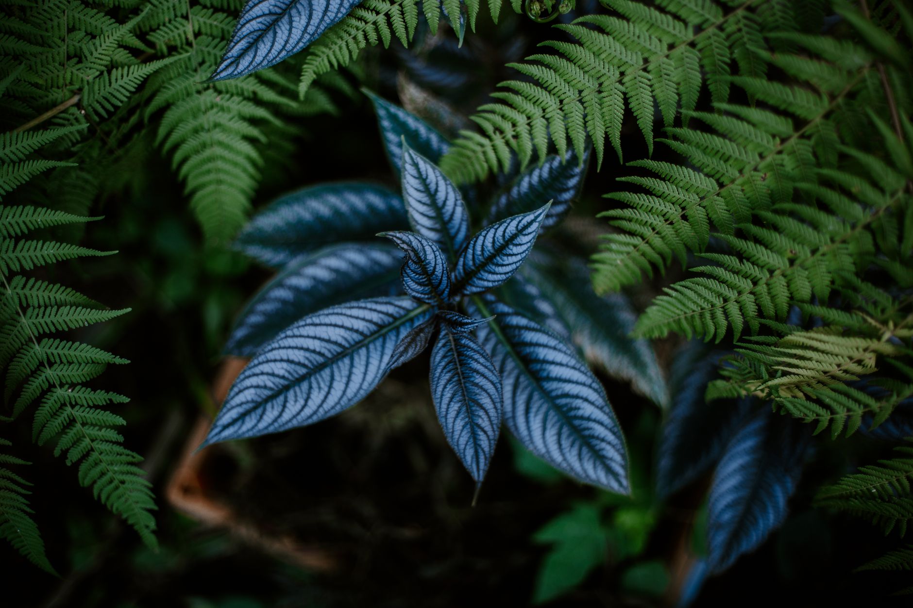 ウラムラサキ（ペルシャンシールド）の写真