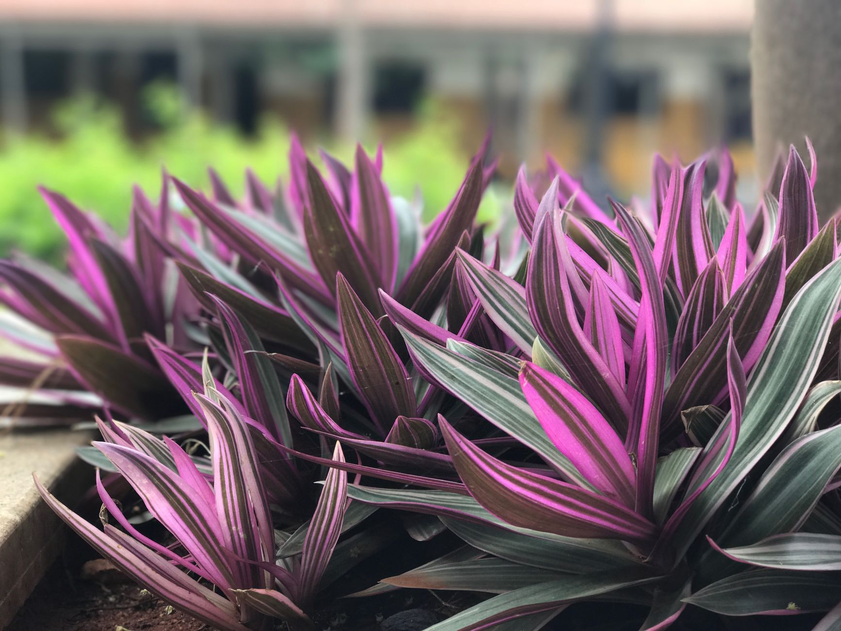 ムラサキオモトの鉢植え