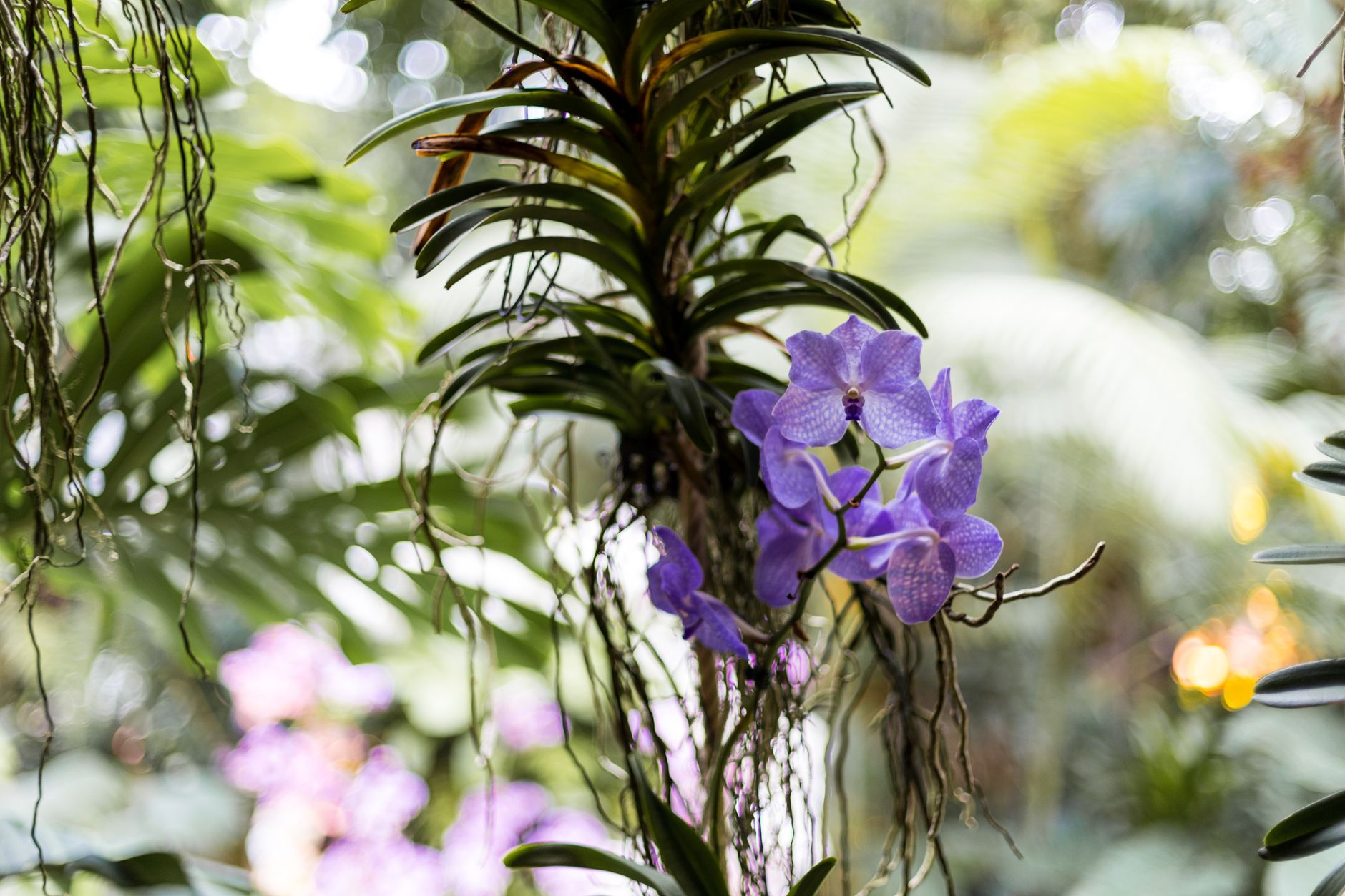 バンダの鉢植え