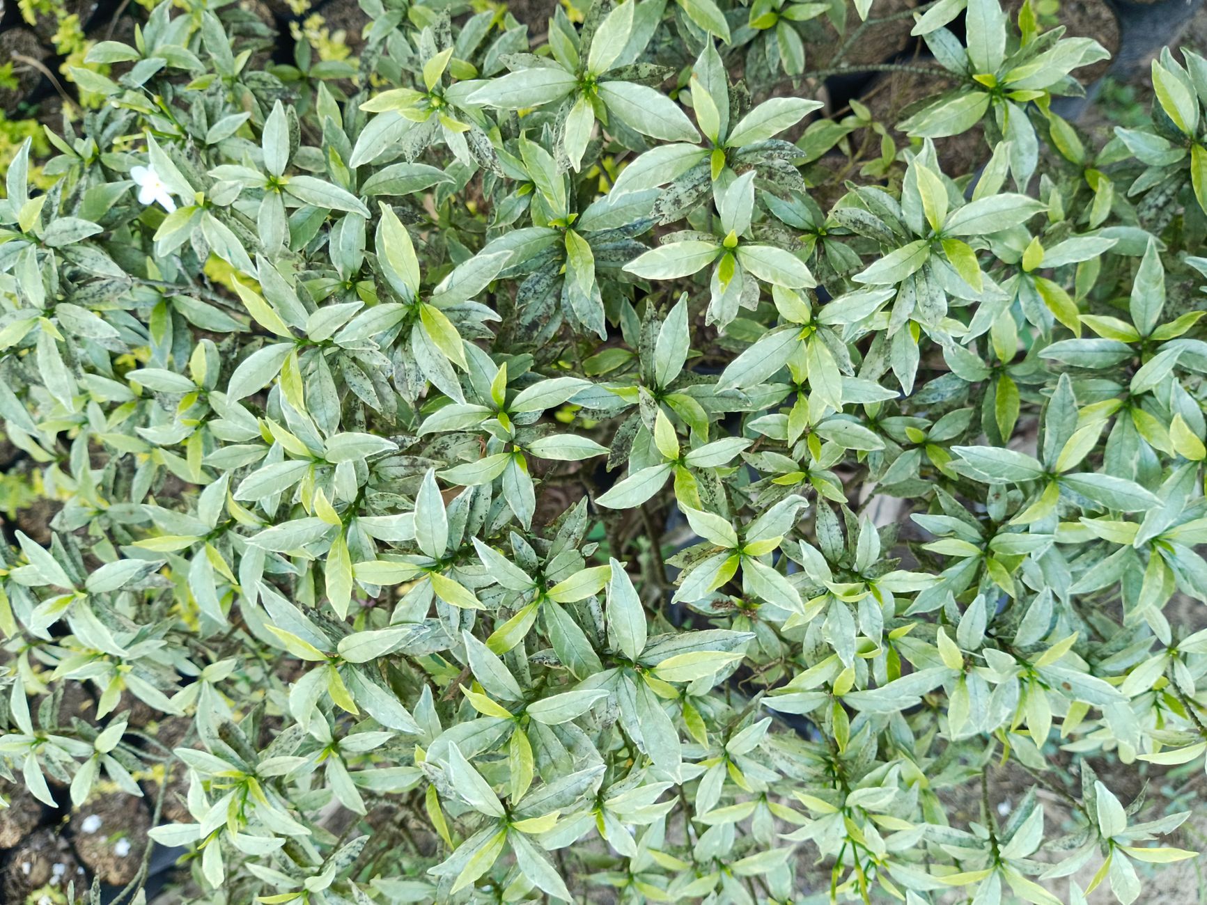 セイロンライティアの鉢植え