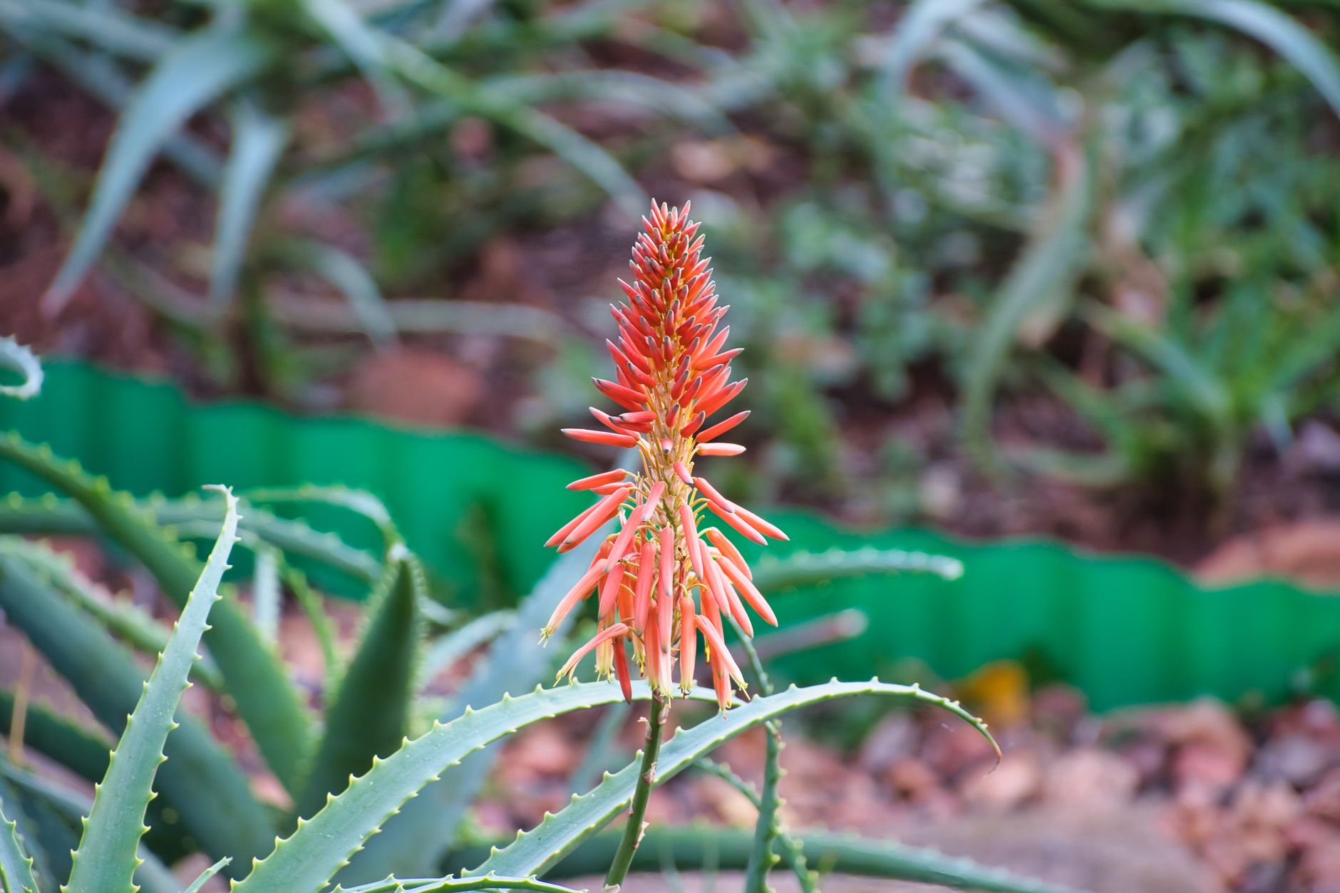 キダチアロエの鉢植え