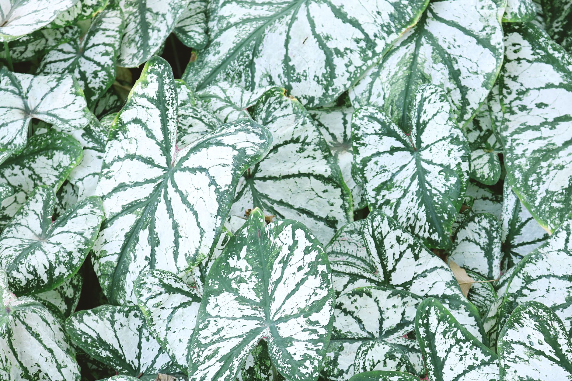 カラジュームの鉢植え