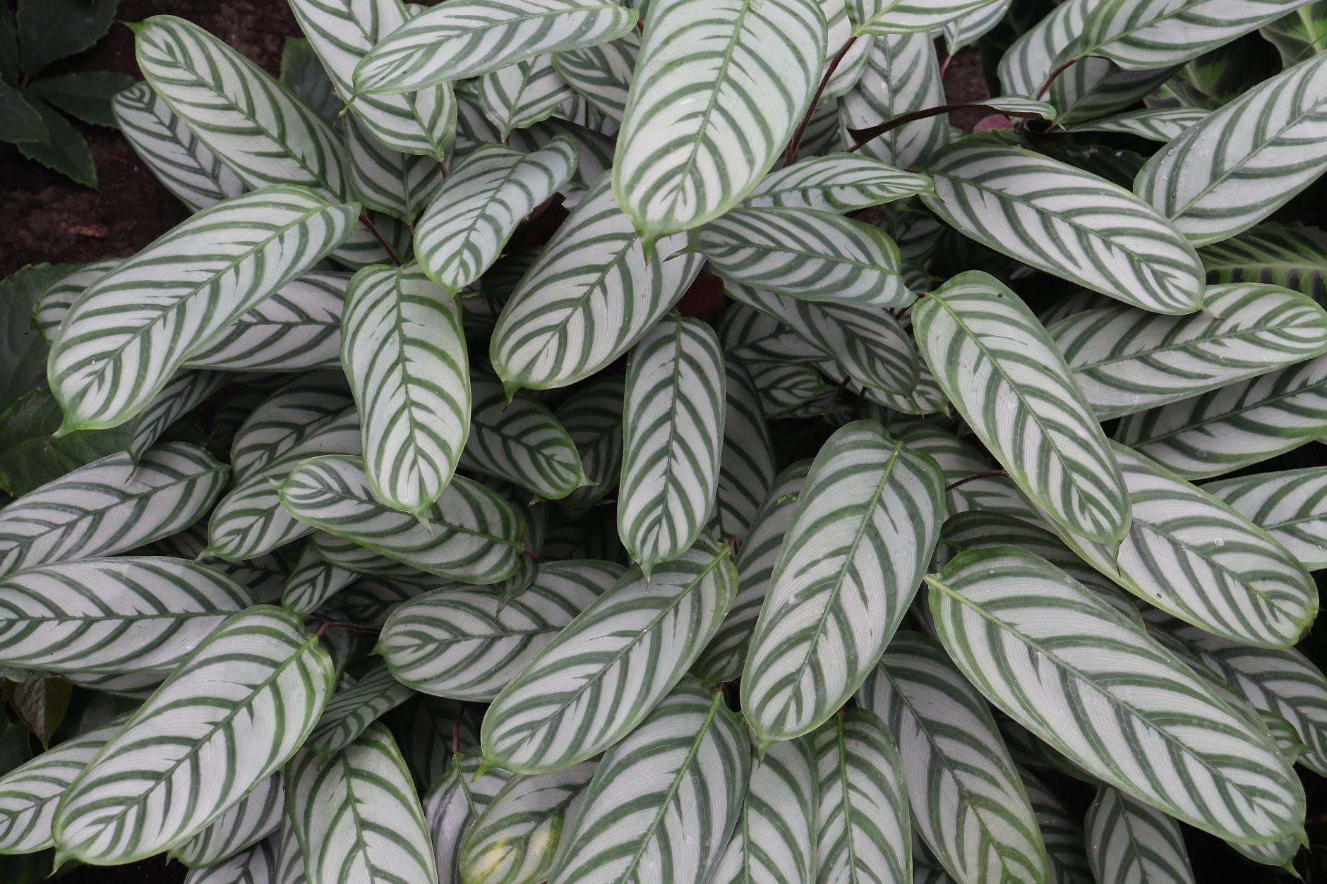 クテナンテの鉢植え