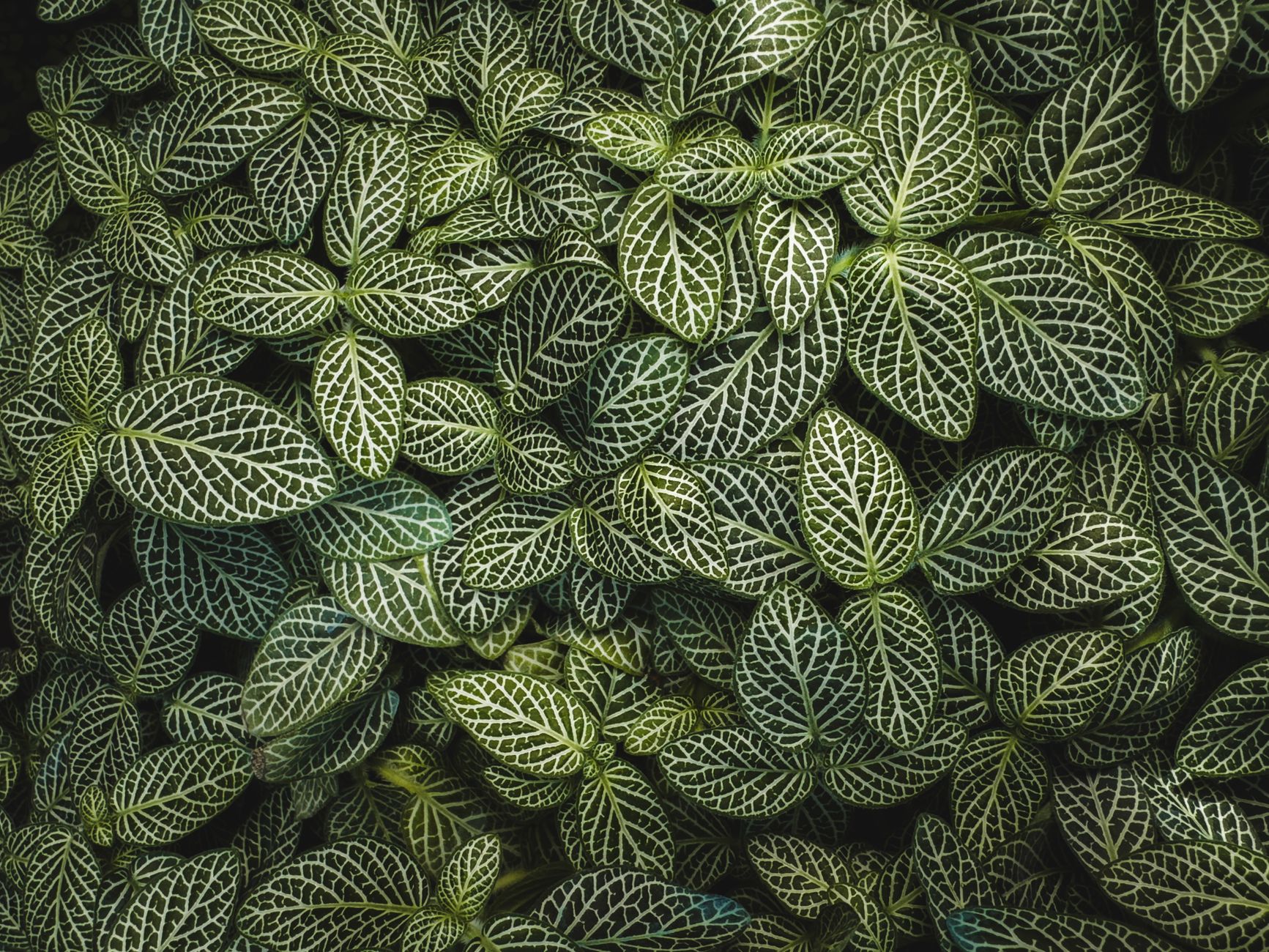 フィットニアの鉢植え