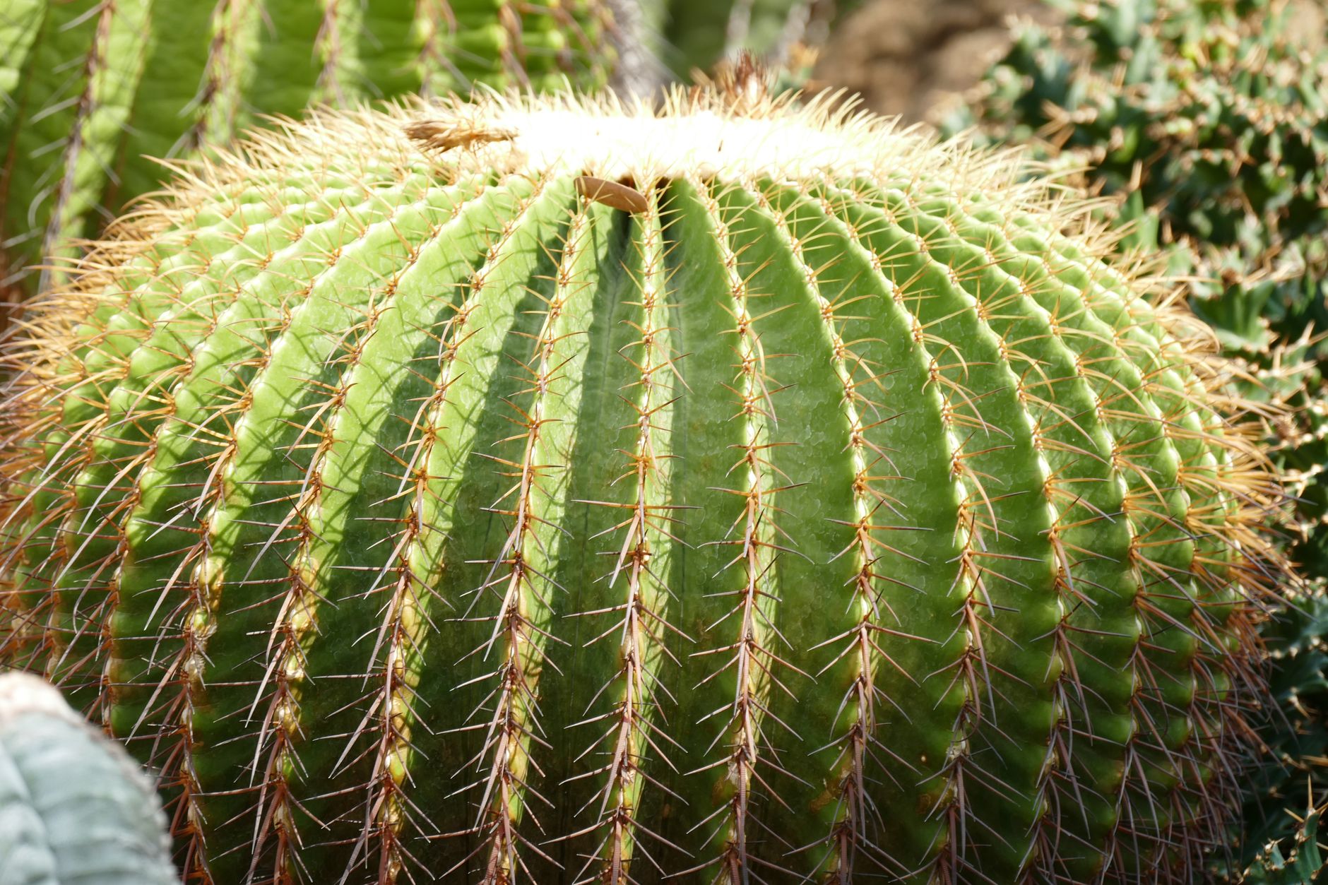 金鯱(キンシャチ)の鉢植え