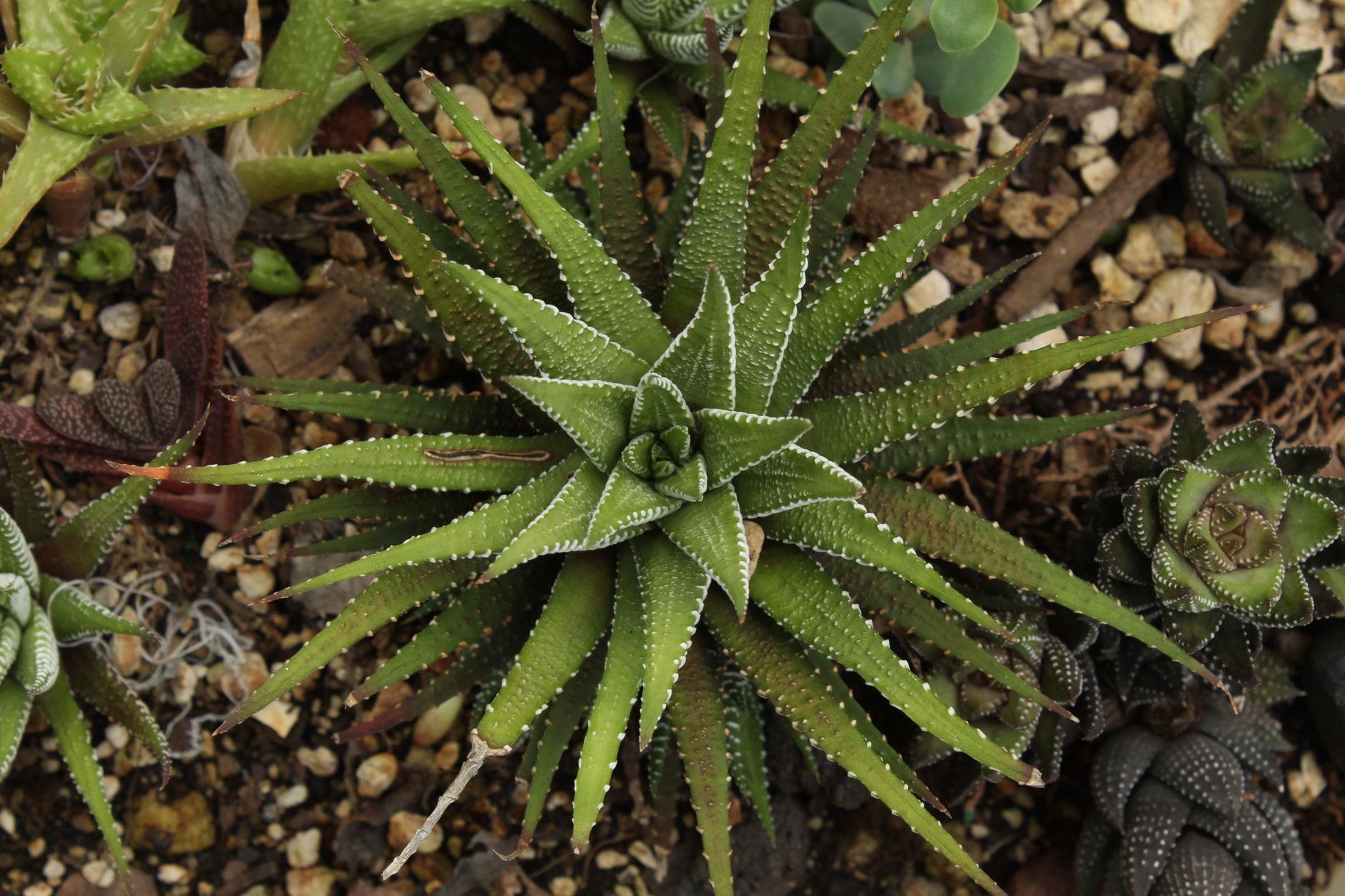 ハオルチアの鉢植え