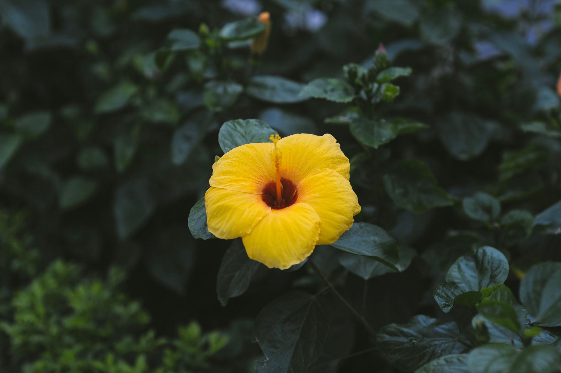 ハイビスカスの鉢植え