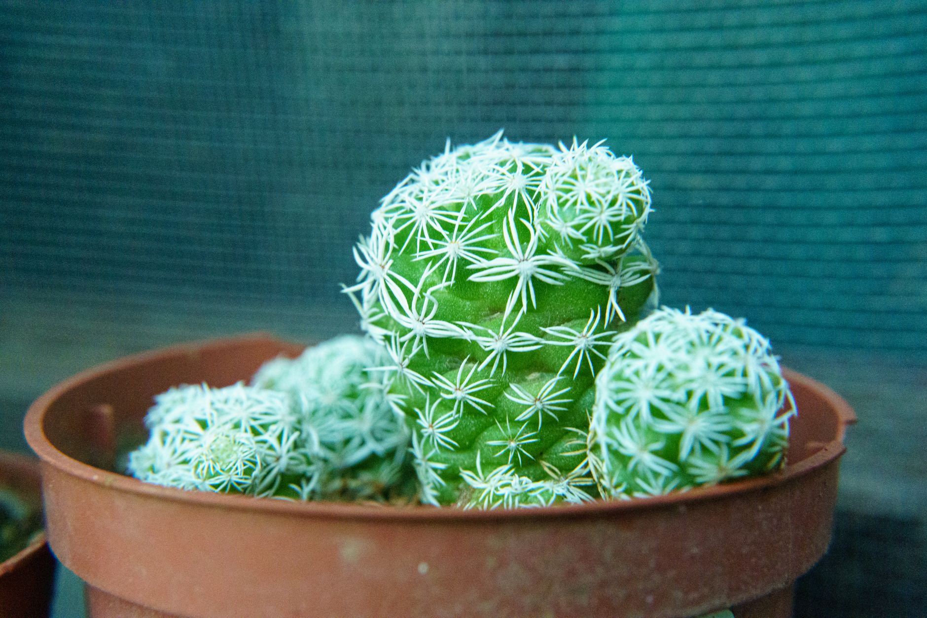 マミラリアの鉢植え