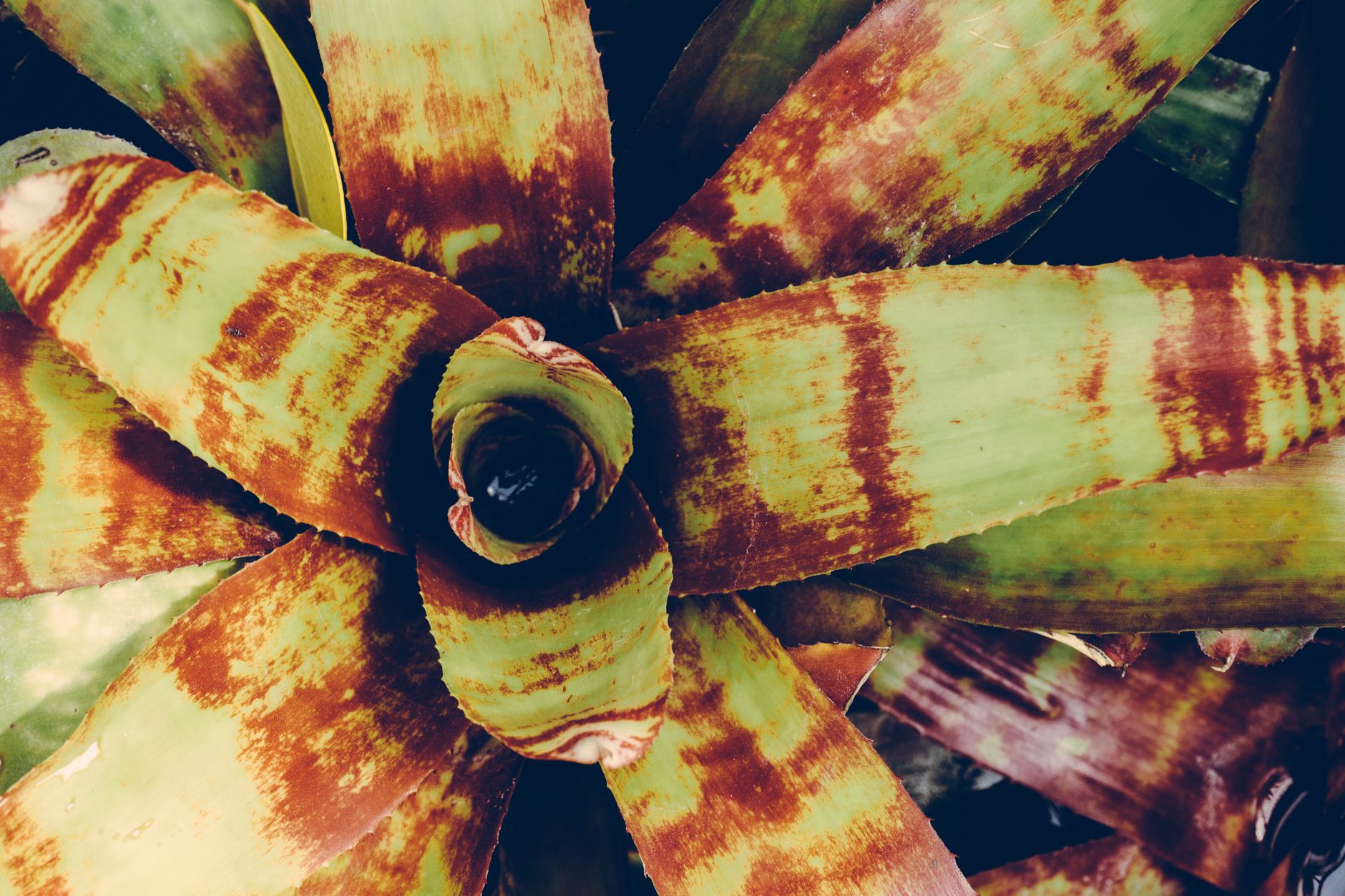 ネオレゲリアの鉢植え