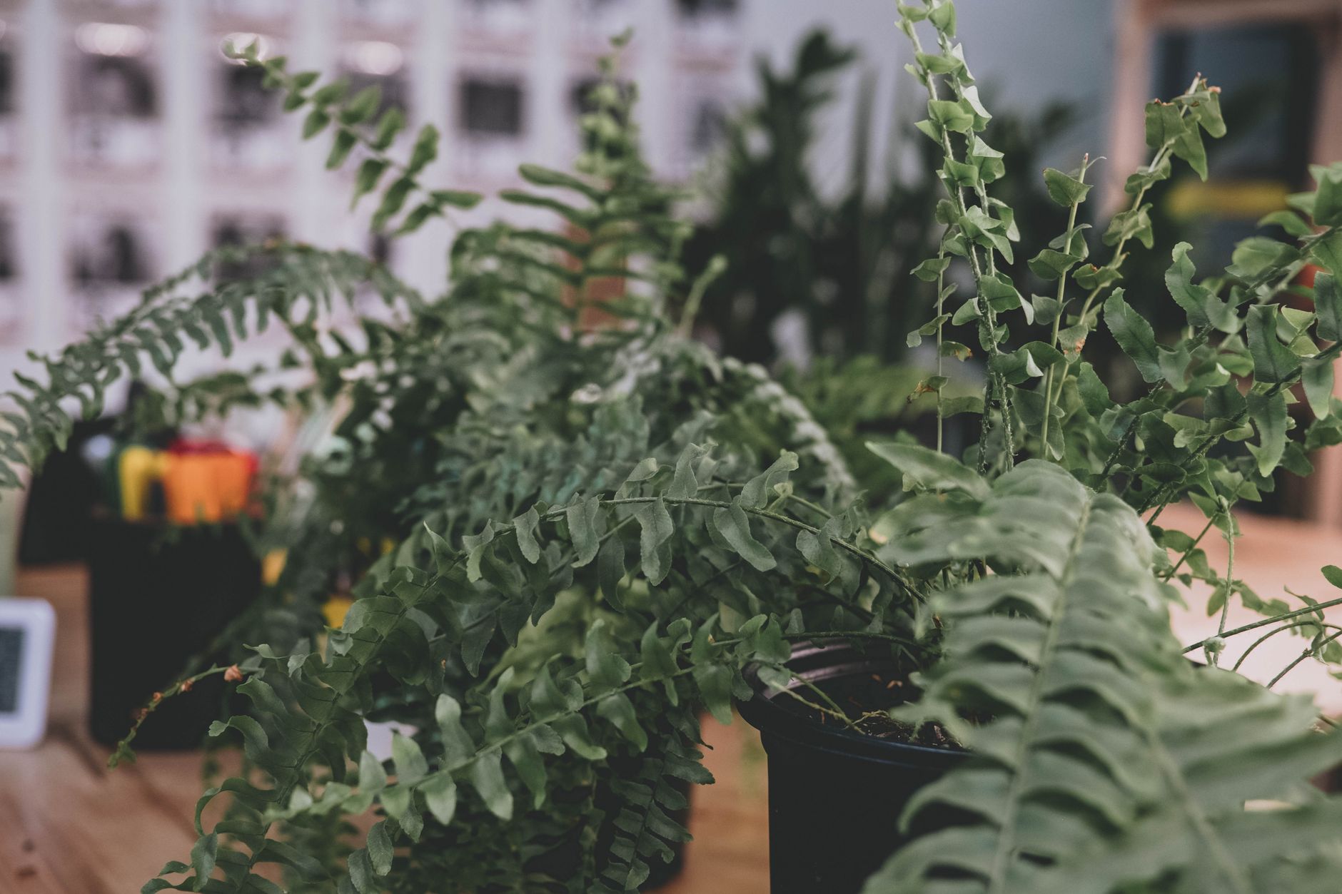 ネフロレピス（ボストンファーン）の鉢植え