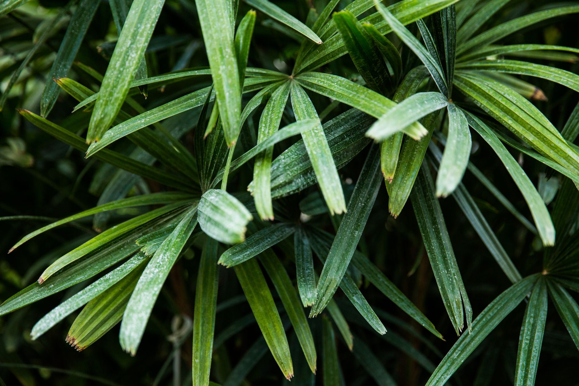 カンノンチク（観音竹）の鉢植え